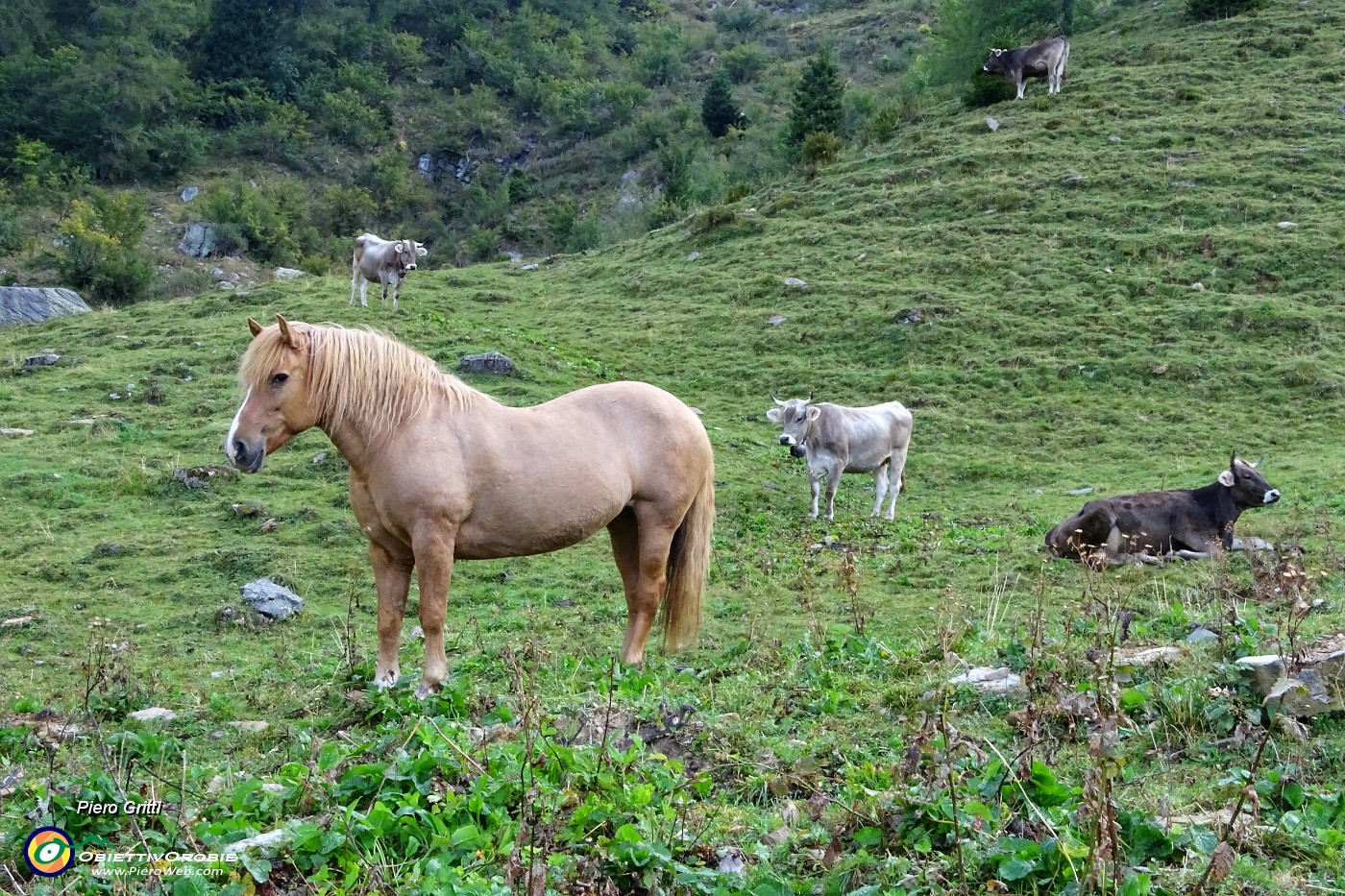 11 Mucche e cavalli al pascolo.JPG